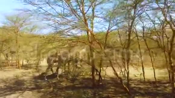 4非洲国家公园Giraffes群的K视频视频的预览图