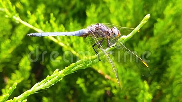 蜻蜓栖息在池塘松枝上视频的预览图