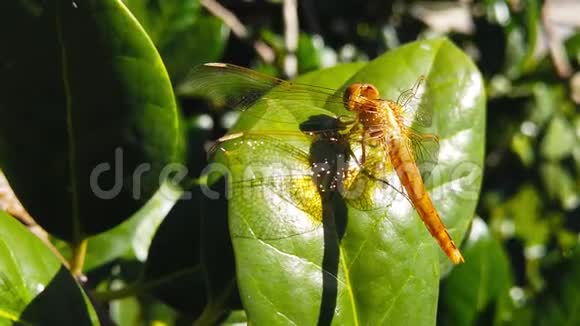 蜻蜓栖息在池塘松枝上的慢动作视频的预览图