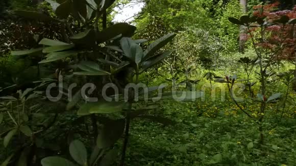 日本枫树西北森林野花视频的预览图