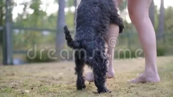 小型黑色雪纳瑞狗驼背或安装在主人腿上小狗的坏行为视频的预览图