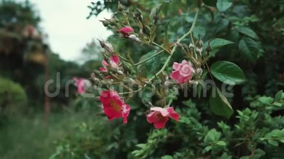 可爱的粉红色花朵视频的预览图