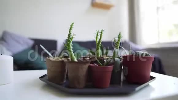 沙发背景下白色桌子上的小家庭植物在家里种植仙人掌视频的预览图