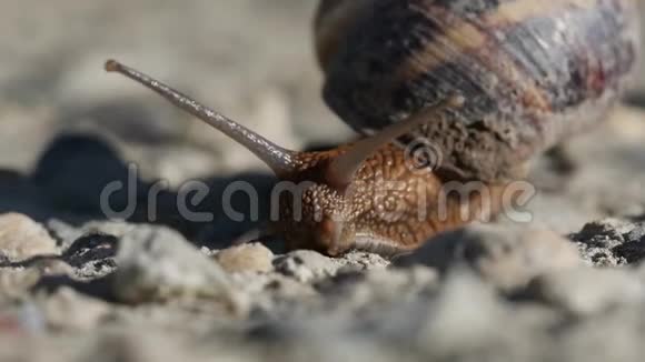 慢蜗牛正过马路视频的预览图