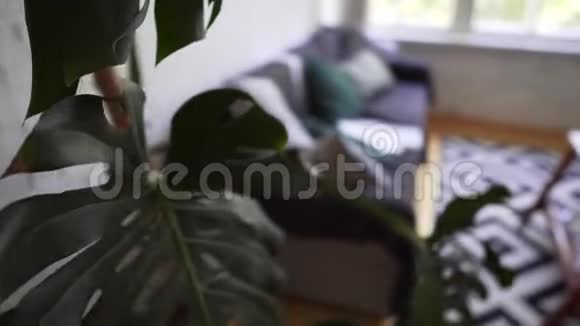 一朵自制的大花旁边是一个漂亮的舒适沙发有枕头和格子小魔怪视频的预览图