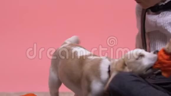 小孩玩可爱的狗想拿走玩具柚子最好的生日礼物视频的预览图