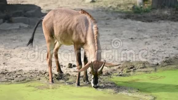 羚羊拉丁名希波拉格斯马在湖边排便详细看看热带草原上的非洲野生动物视频的预览图