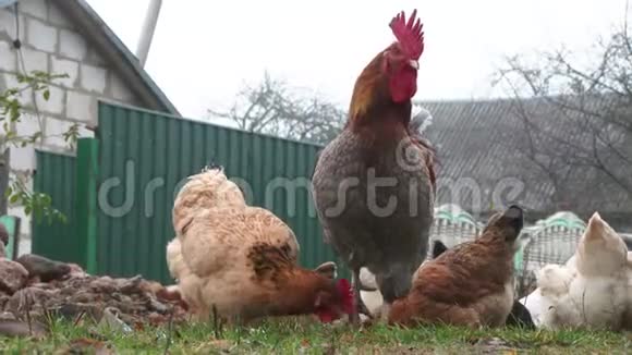 公鸡鸡母鸡公鸡农场录像农场里漂亮的鸡鸡舍里的鸡有机农业视频的预览图