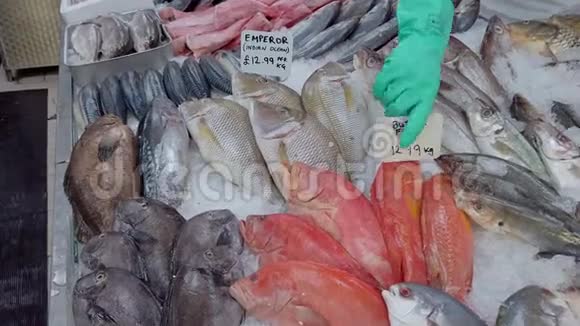 放大各种冰上鱼展示在英国的鱼贩里视频的预览图