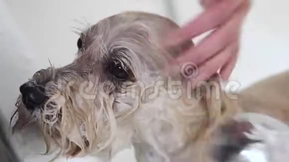 专业宠物美容师在宠物美容沙龙用洗发水洗脸快关门视频的预览图