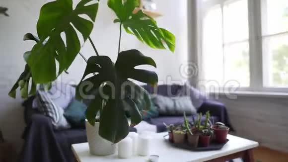 公寓内的放松区有一张漂亮的软沙发和一张带有家庭植物的咖啡桌视频的预览图