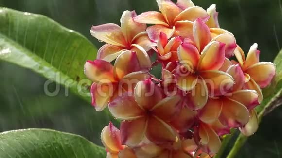 阳光下雨中的梅花视频的预览图