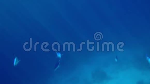 银鱼在水下游动的浅滩视频的预览图