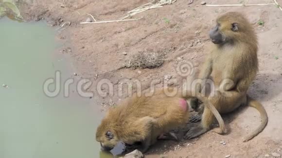 两只狒狒在喝小溪里的水时互相嬉戏视频的预览图