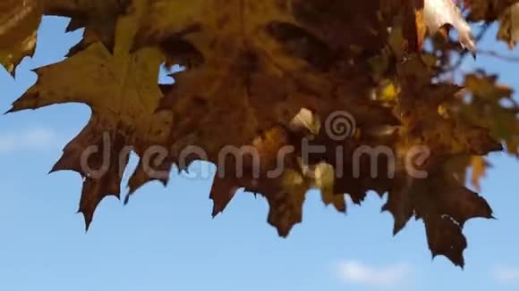 动人的秋叶蓝天金秋红叶镜头阳光透过秋叶照耀视频的预览图