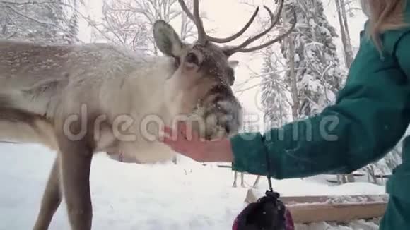 圣诞鹿圣诞节假期委员会一个快乐的女人伸出他的手用喂鹿视频的预览图