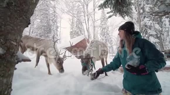 圣诞鹿圣诞节假期委员会一个快乐的女人伸出他的手用喂鹿视频的预览图