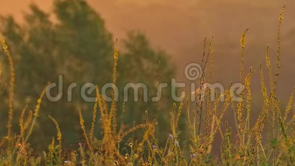 清晨的微风吹拂着山上的黄花视频的预览图