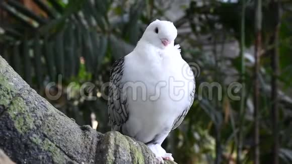 白鸽或称为东方飞鸽的鸽子是一种高档的家鸽品种用于展示和繁殖CC视频的预览图