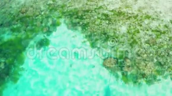 泻湖中透明的蓝色海水明亮的泻湖清澈的水和珊瑚俯视海面视频的预览图