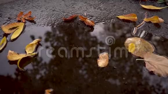 秋天的水坑里有落下来的黄叶视频的预览图