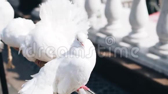 一只非常漂亮的白鸽照顾它的羽毛不错的特写视频的预览图