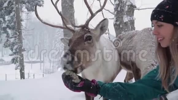 滑雪场娱乐活动圣诞节假期委员会一个快乐的女人伸出他的手用大的东西喂鹿视频的预览图