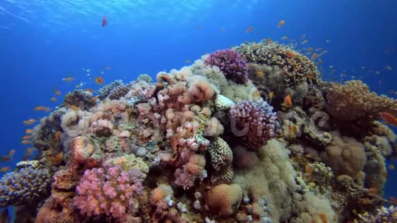 五彩缤纷的热带珊瑚礁视频的预览图