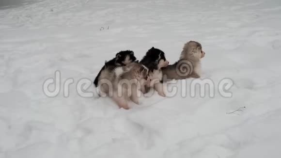 冬天四只纯种哈士奇小狗在雪地里视频的预览图