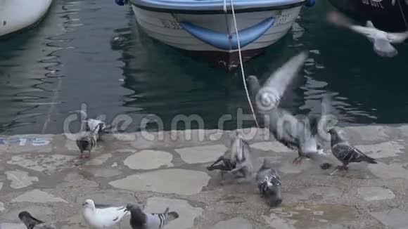 许多鸽子在码头飞行视频的预览图