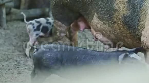 许多小家猪喝母乳视频的预览图