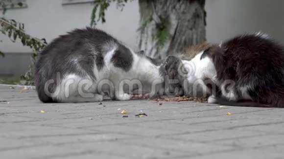 四个无家可归受惊的猫在街上吃食物在院子里他们带着恐惧轮流环顾四周视频的预览图