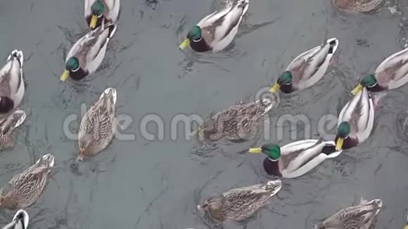 池塘里的鸭子生活慢动作视频的预览图
