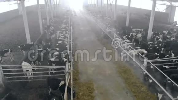 一大堆奶牛顶景视频的预览图