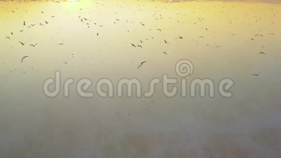 海鸥日落飞过黄盐湖视频的预览图