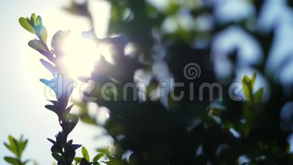 特写盒木树枝在风中迎着阳光阳光阳光中摇曳生长期常绿视频的预览图