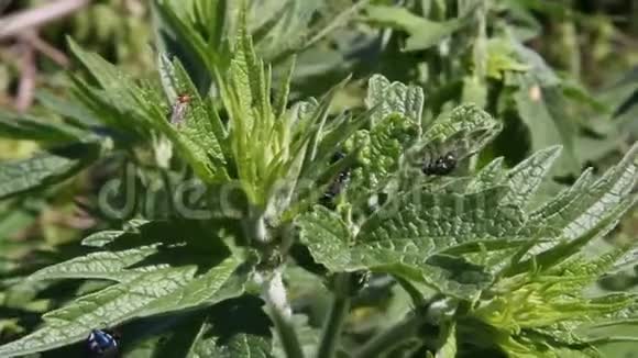 植物上的苍蝇视频的预览图