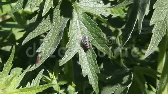 植物上的苍蝇视频的预览图
