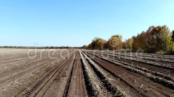 在农场里温暖的秋日马铃薯作物收获土豆后耕种土地土壤视频的预览图