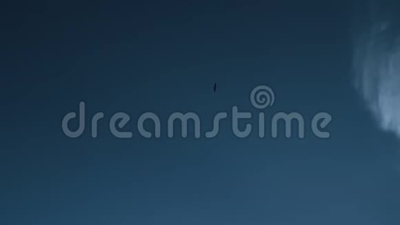 海鸥在蓝天白云的映衬下高高飞翔视频的预览图