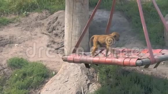 一只几内亚狒狒在秋千上玩耍和旋转跳跃的慢镜头视频的预览图