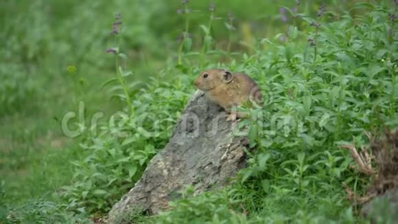 绿色草地上自然栖息的小老鼠视频的预览图