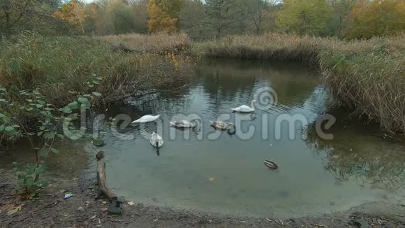 德国柏林秋天一个有芦苇床的池塘上天鹅的慢动作视频的预览图