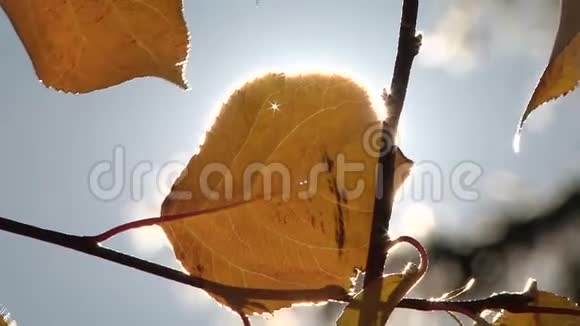一缕阳光穿过树叶视频的预览图