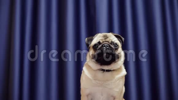 可爱的小狗在蓝色窗帘上看镜头的肖像视频的预览图