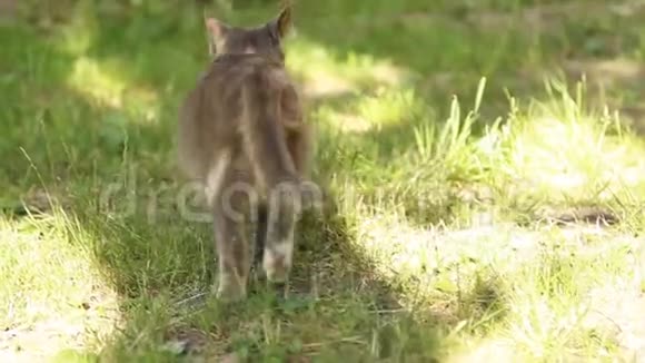 猫抓住了一只老鼠猫带着一只灰色的老鼠在牙齿上视频的预览图