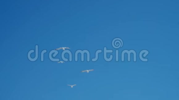 一群海鸥飞向大海的地平线一片蓝天和云彩视频的预览图