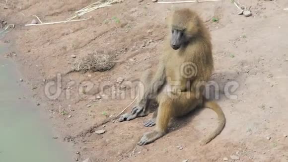 在炎热的一天一只几内亚狒狒从水源中喝水视频的预览图