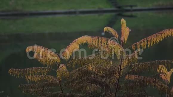 湖附近的植物视频的预览图