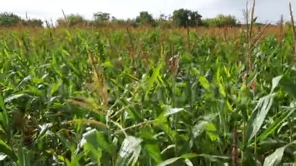 玉米在田间生长视频的预览图
